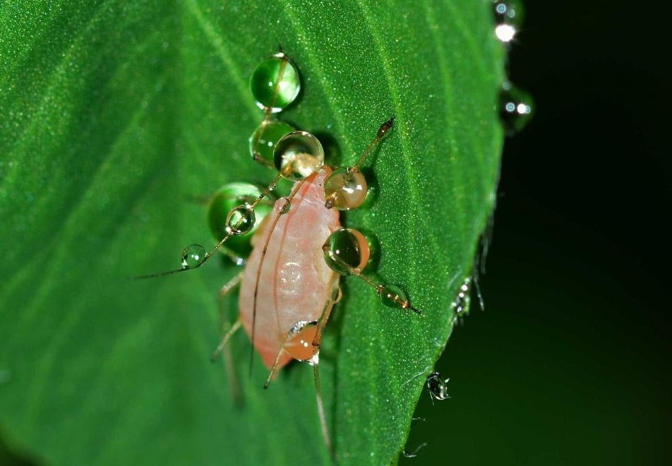 How to Get Rid of Root Aphids on Cannabis Plants? - GrowYour420